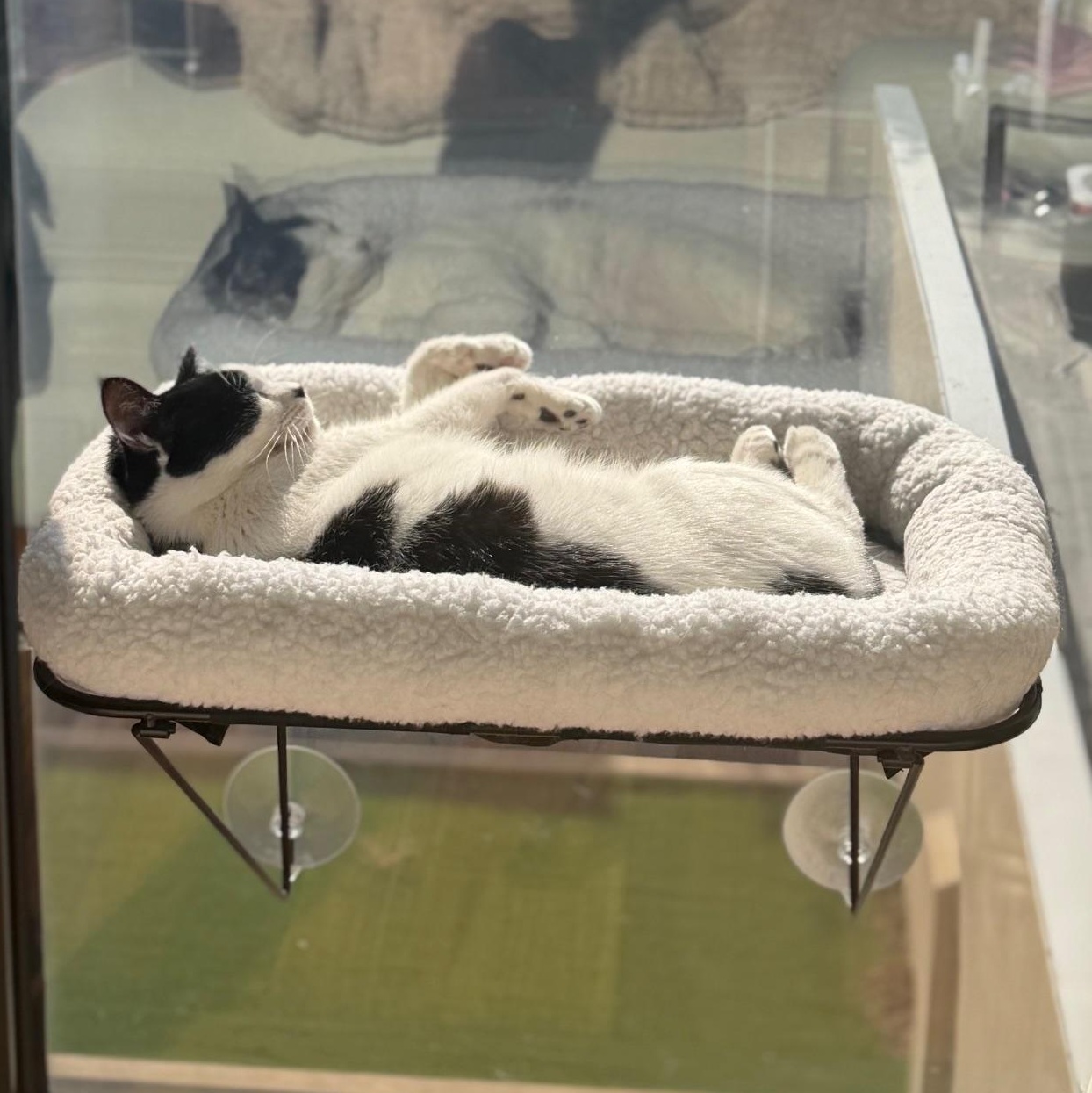 Enlarge Sunny, a Adoptable mixed breed in Hyattsville, MD image 5/6