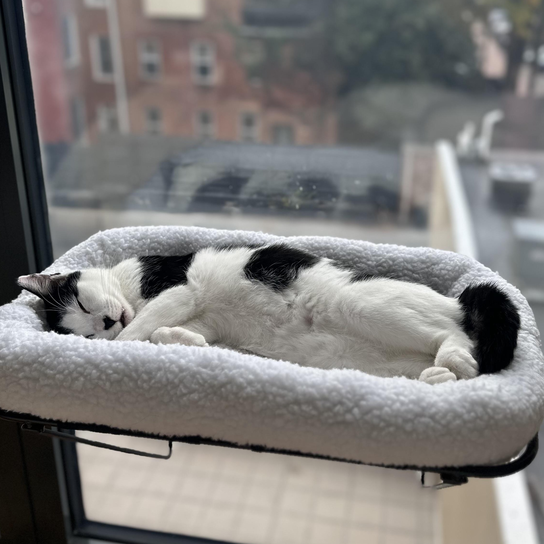 Kitty, a Adoptable mixed breed in Hyattsville, MD image 3/6