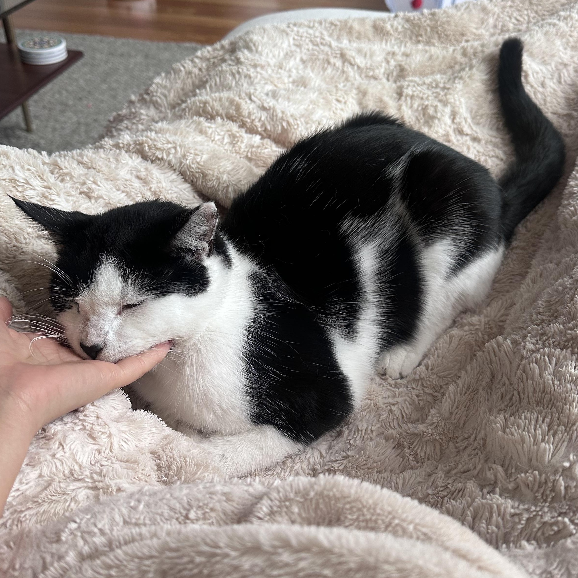 Kitty, a Adoptable mixed breed in Hyattsville, MD image 1/6