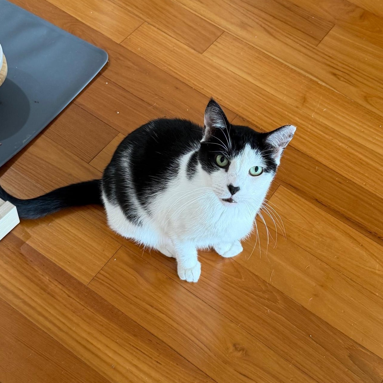 Enlarge Sunny, a Adoptable mixed breed in Hyattsville, MD image 6/6