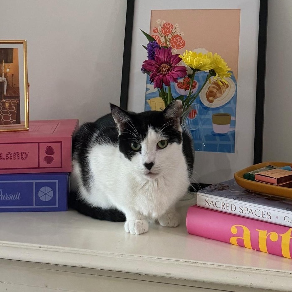 Enlarge Sunny, a Adoptable mixed breed in Hyattsville, MD image 1/6