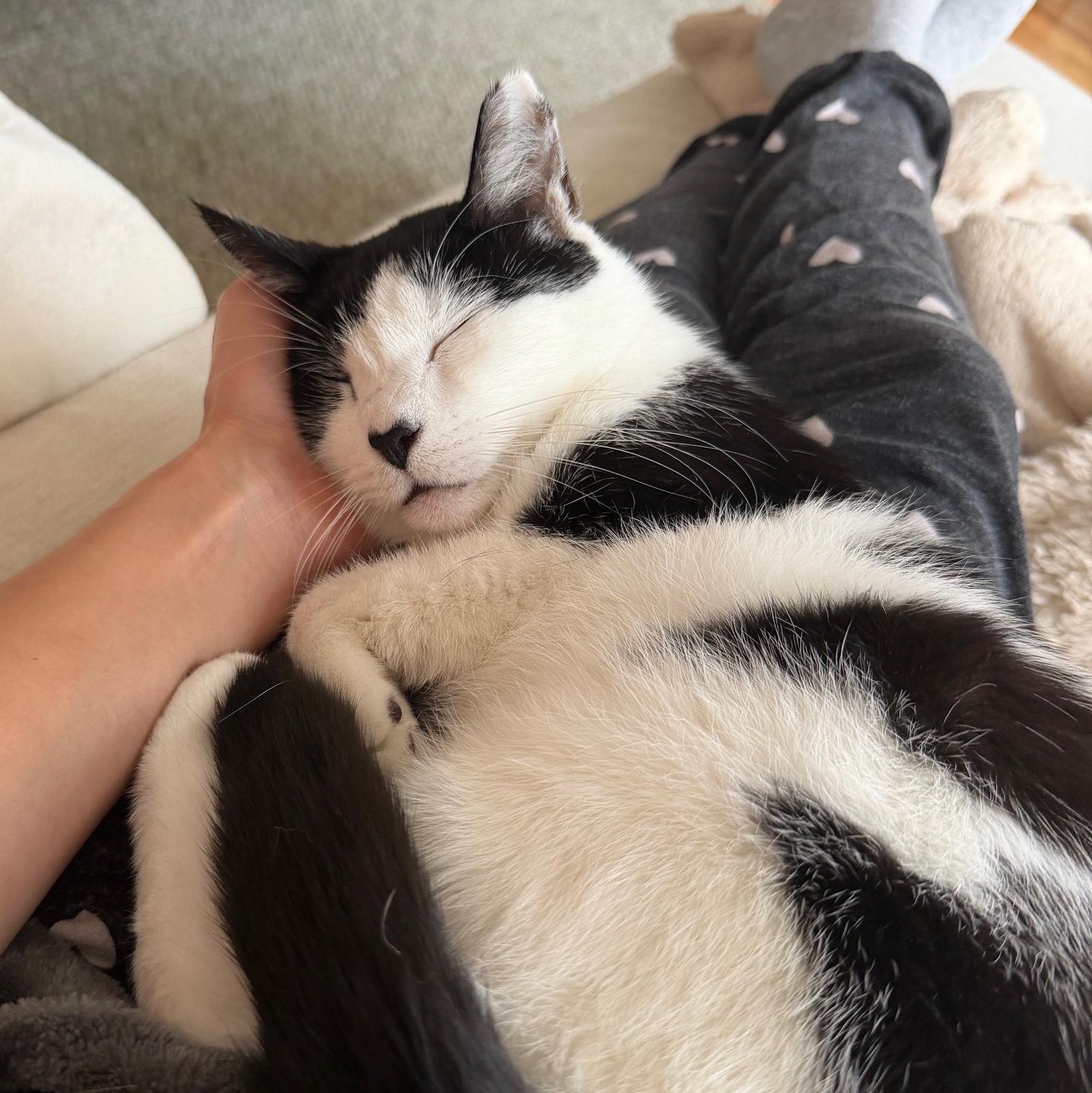 Enlarge Sunny, a Adoptable mixed breed in Hyattsville, MD image 2/6