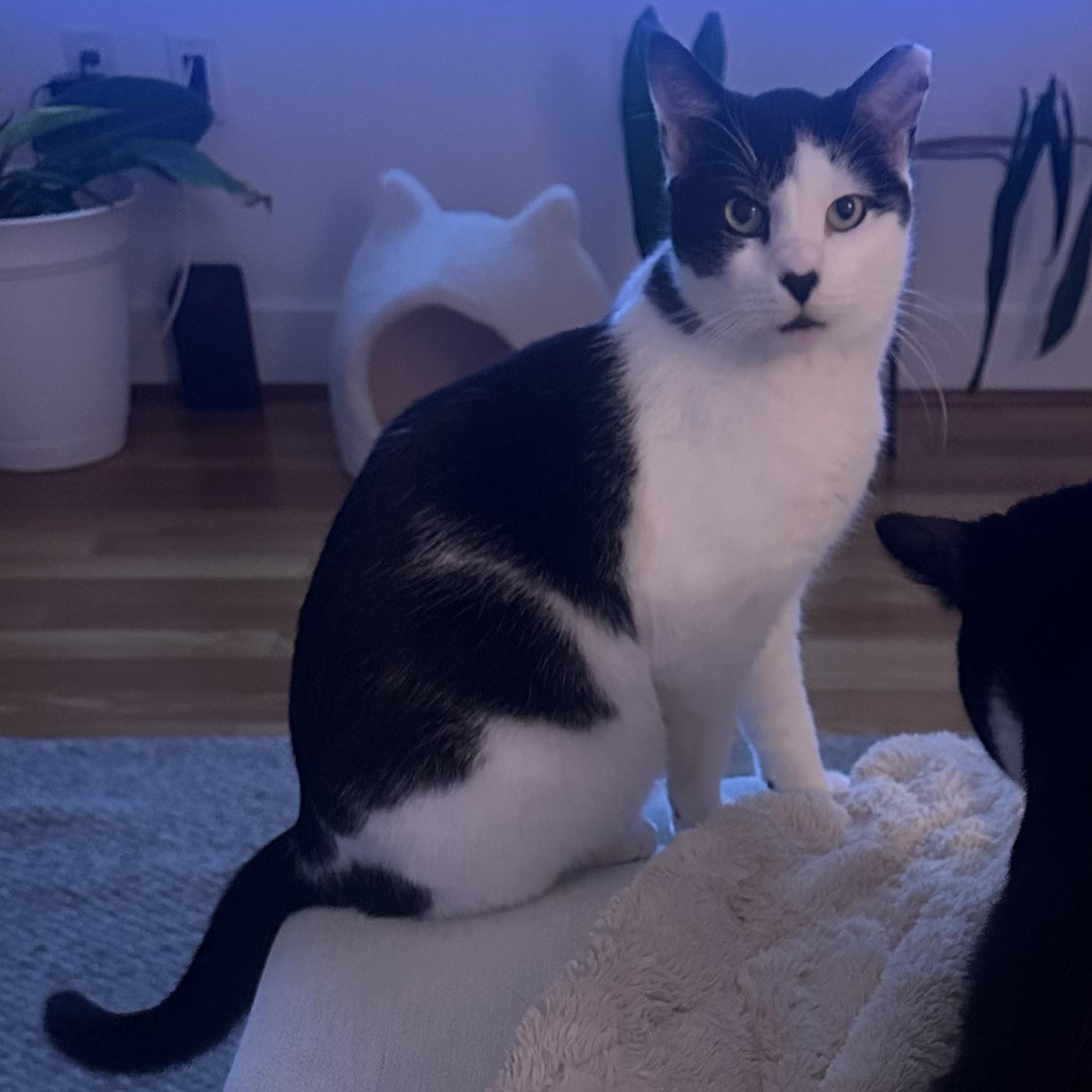 Sunny, Adoptable, Kitten Male Domestic Short Hair & Tuxedo.