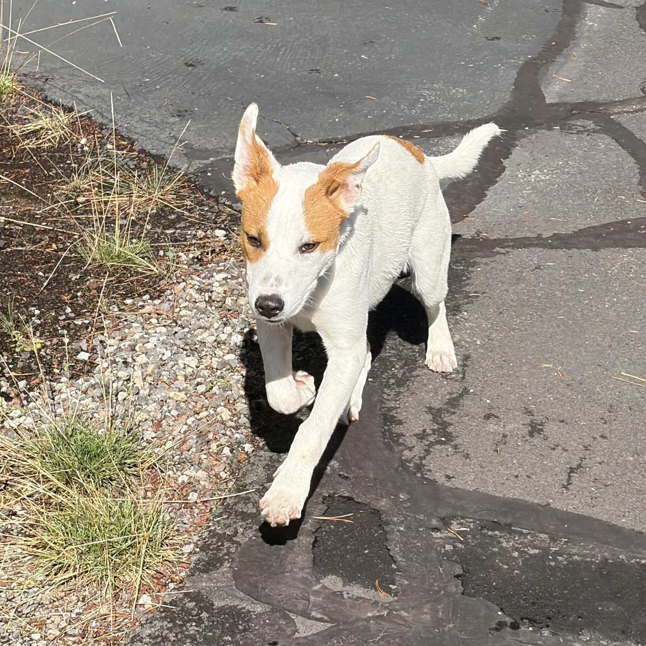 Enlarge Flapjack, a ADOPTABLE mixed breed in Bend, OR image 5/5