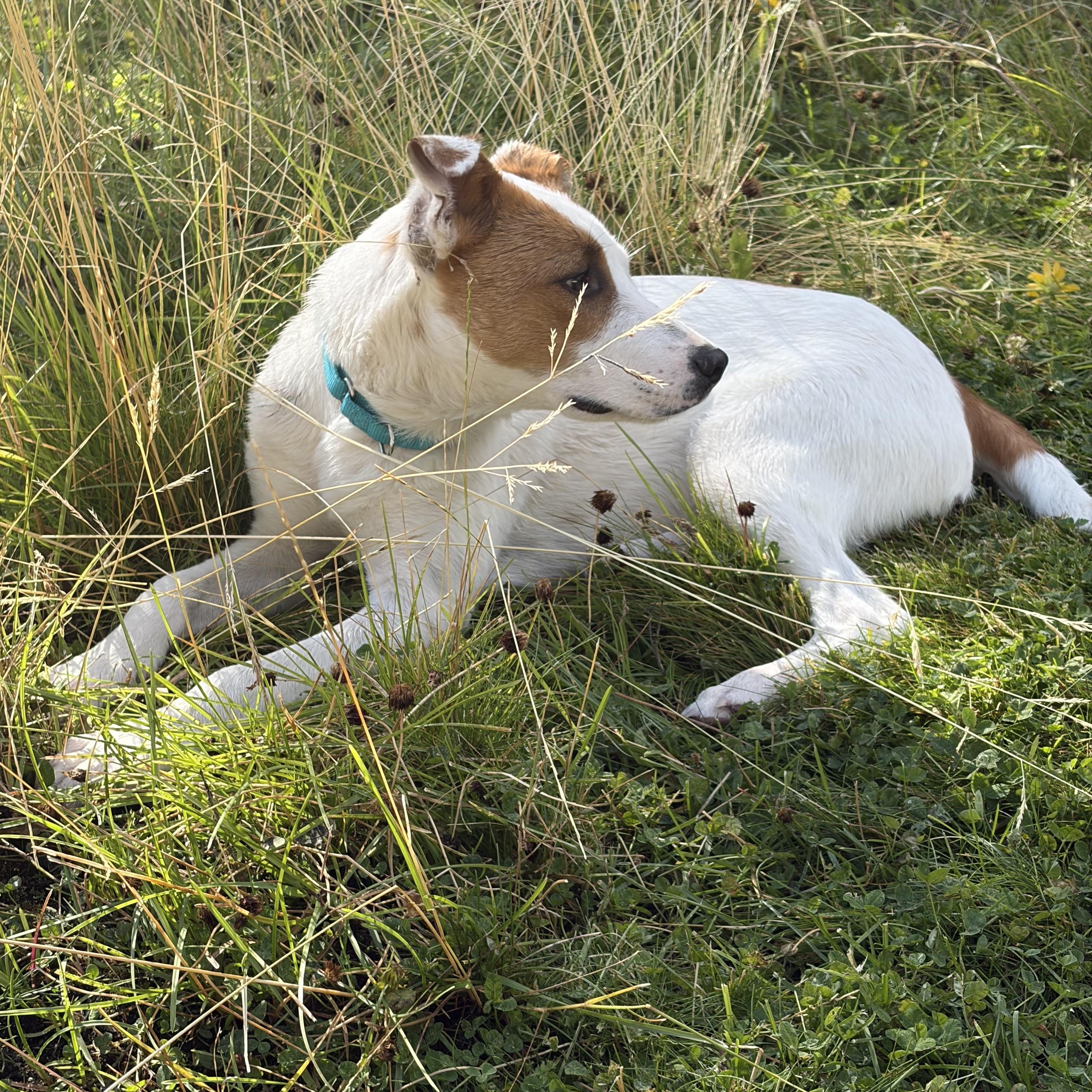 Enlarge Flapjack, a ADOPTABLE mixed breed in Bend, OR image 3/5