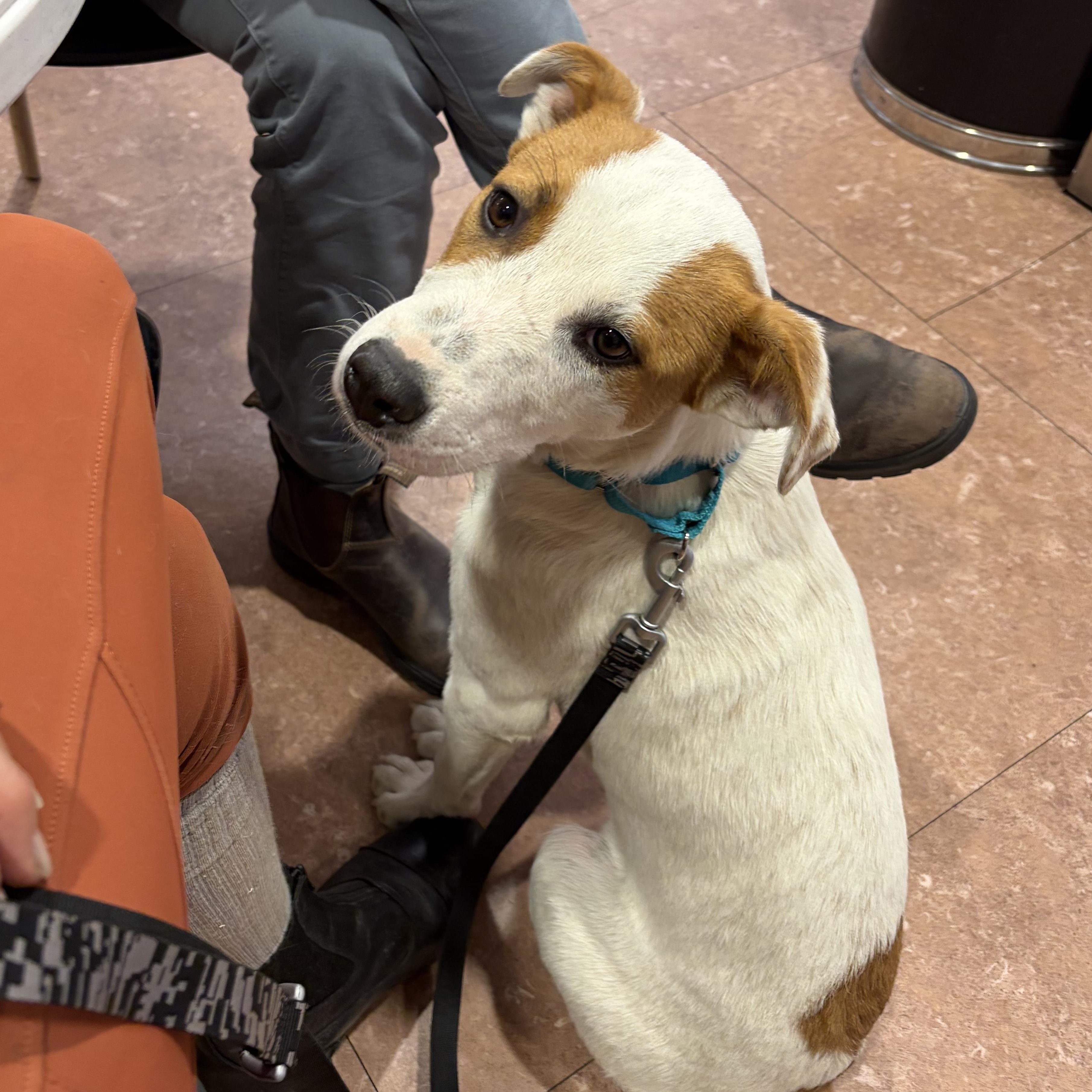 Enlarge Flapjack, a ADOPTABLE mixed breed in Bend, OR image 2/5