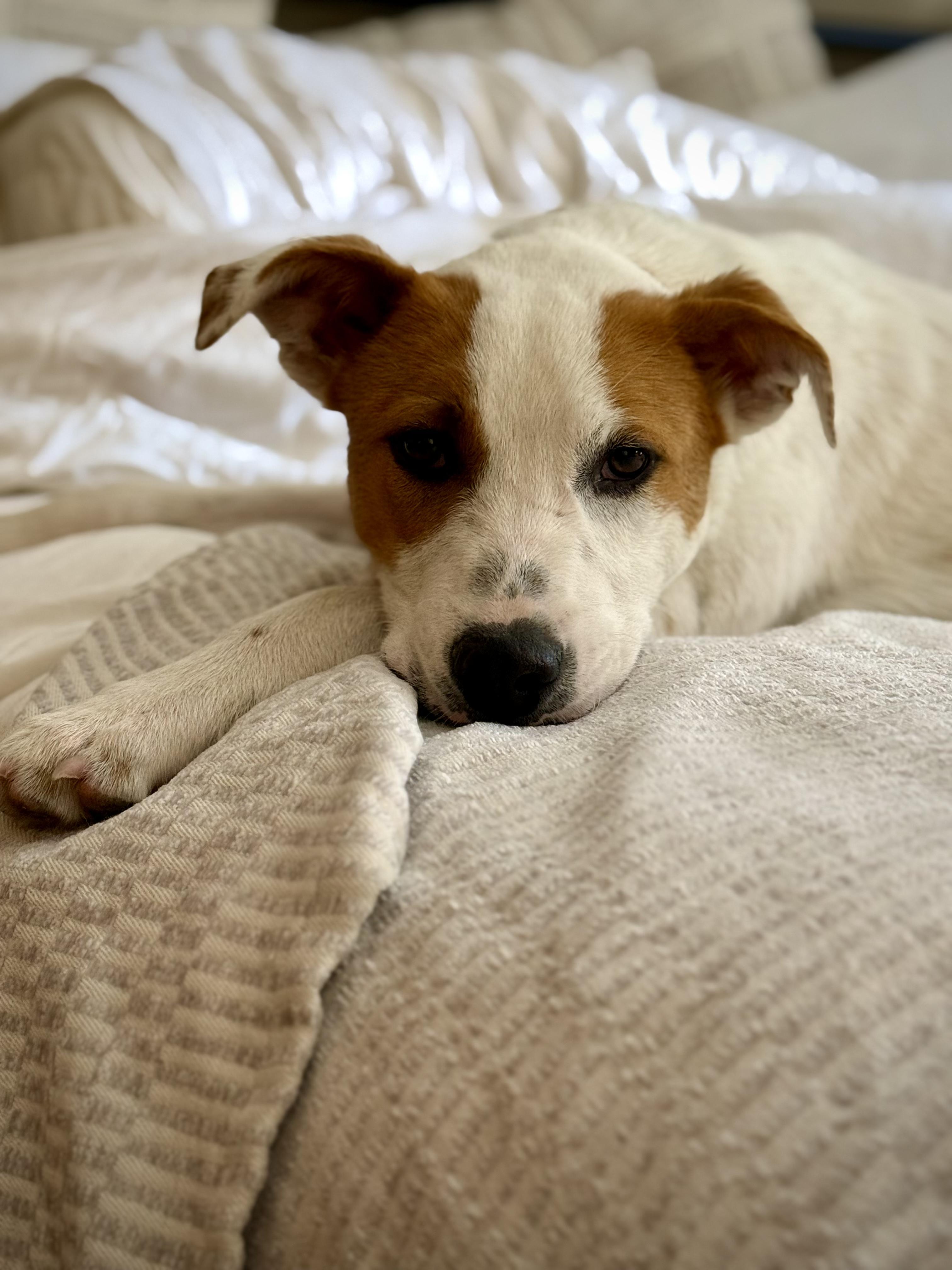 Flapjack, ADOPTABLE, Puppy Male Australian Cattle Dog / Blue Heeler & Pit Bull Terrier.