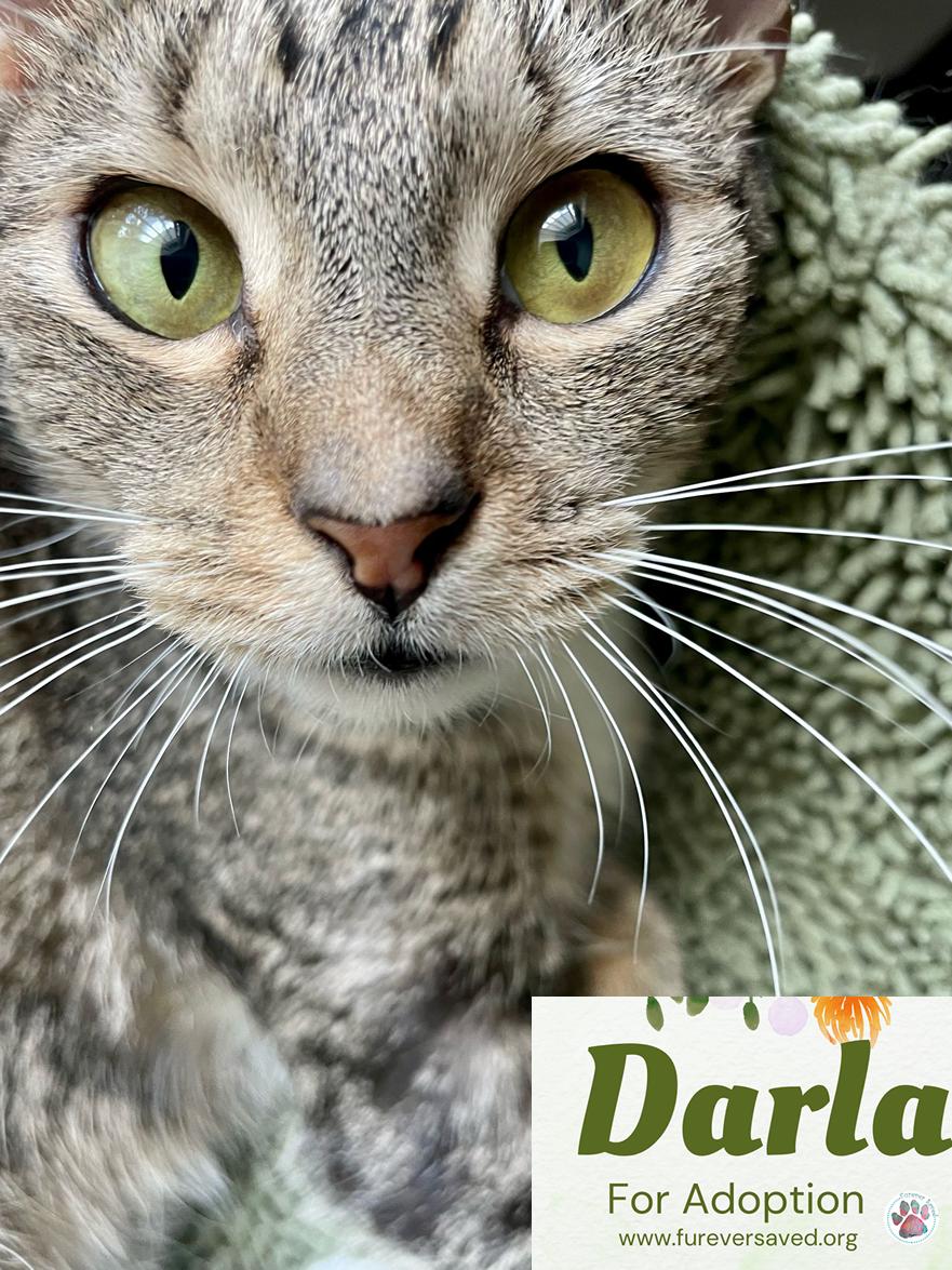 Enlarge Darla, a Adoptable Domestic Short Hair in Miami, FL image 3/5