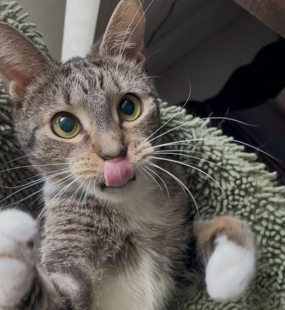 Enlarge Darla, a Adoptable Domestic Short Hair in Miami, FL image 2/5