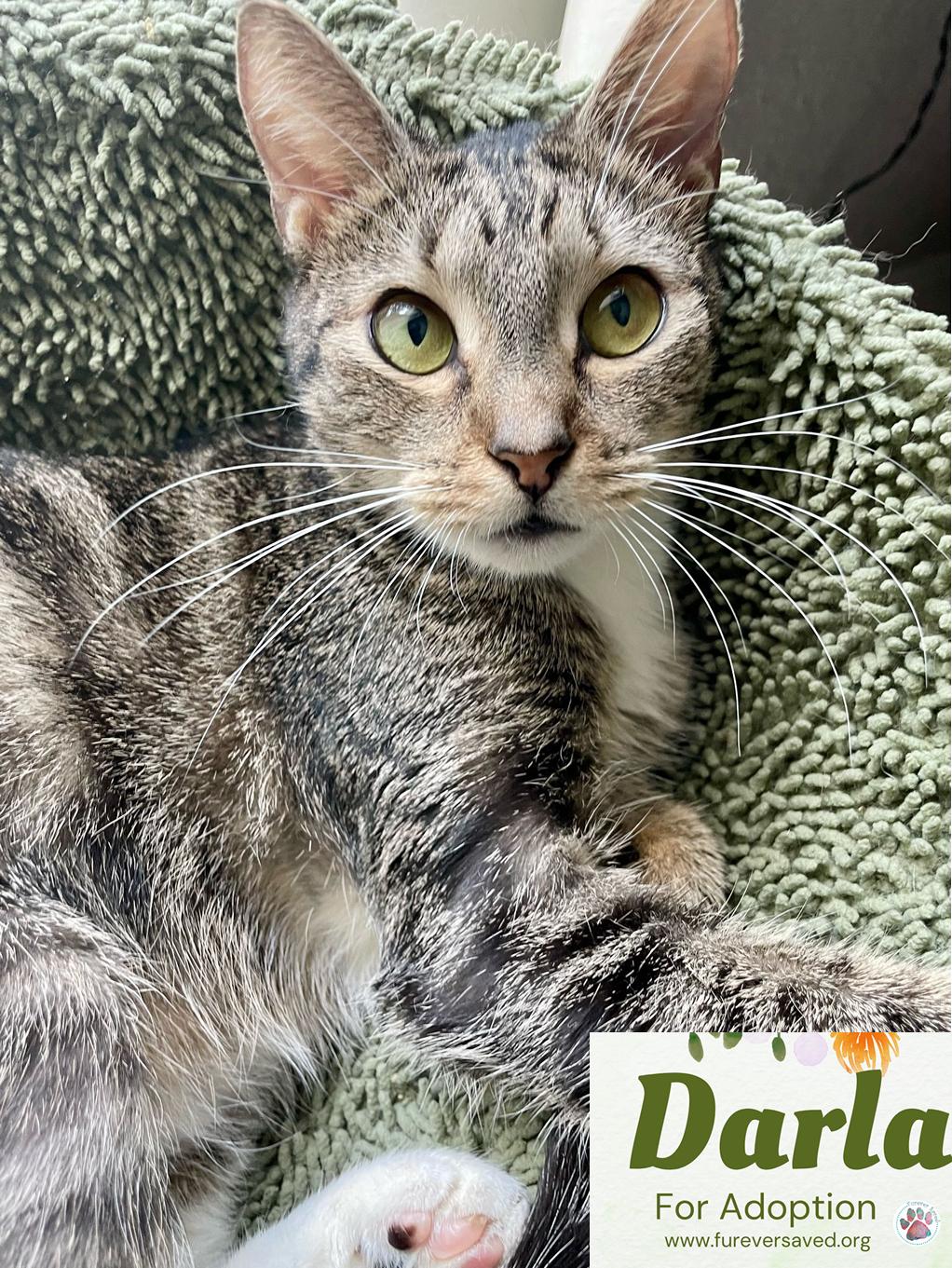 Enlarge Darla, a Adoptable Domestic Short Hair in Miami, FL image 1/5