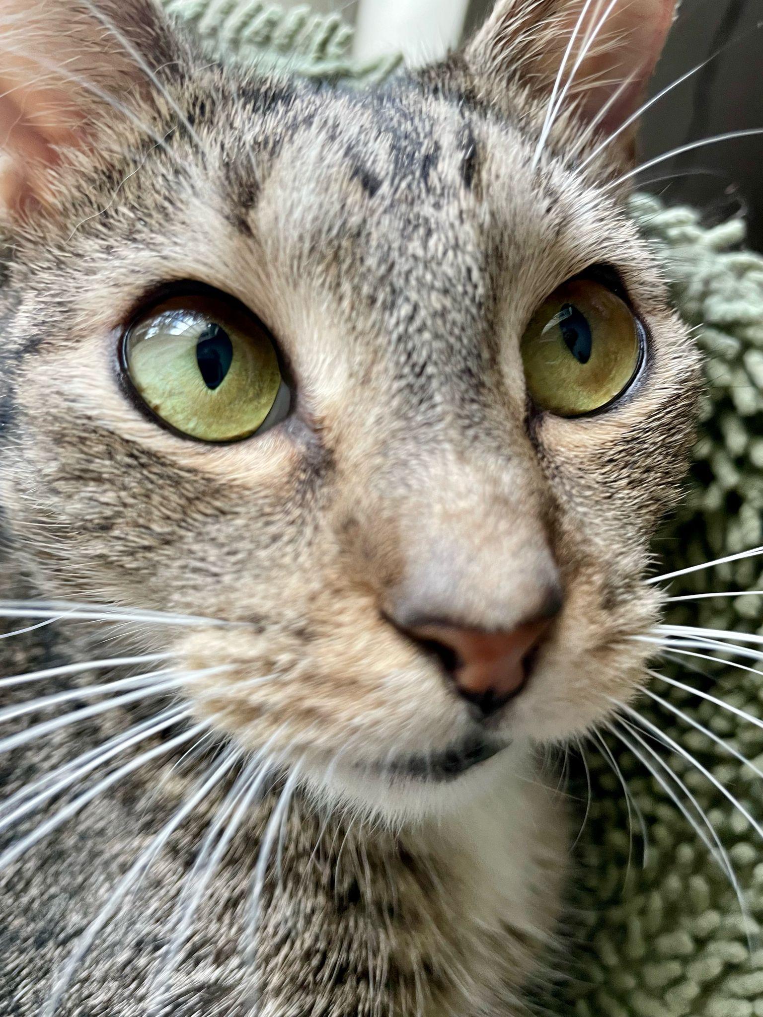 Enlarge Darla, a Adoptable Domestic Short Hair in Miami, FL image 4/5