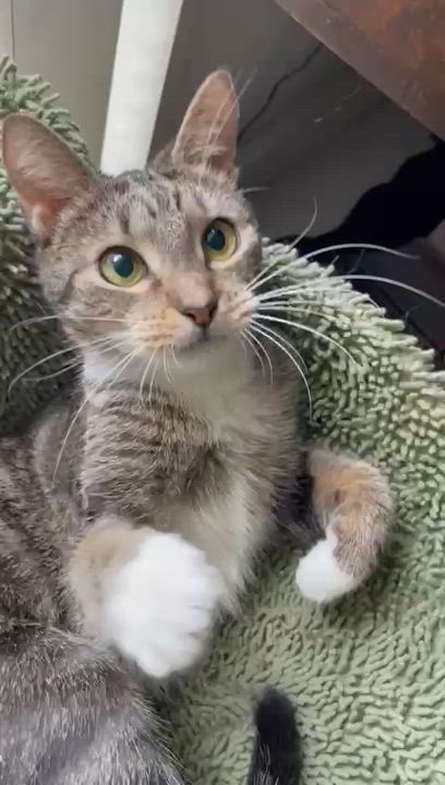 Enlarge Darla, a Adoptable Domestic Short Hair in Miami, FL video 5/5