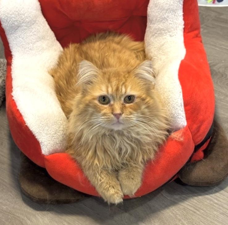 Hammy , adopted, Adult Male Tiger.