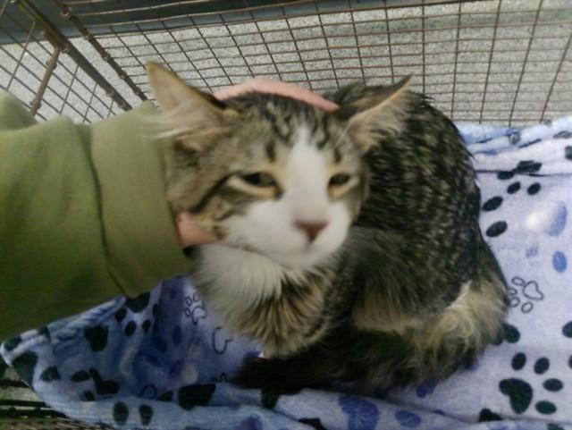 TOBIN, Adoptable, Young Male Domestic Short Hair.