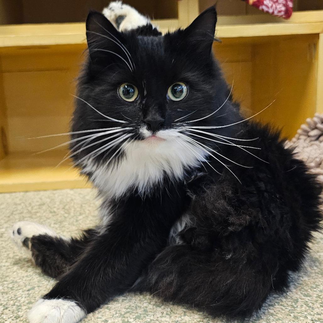 Enlarge Koda, an adopted Domestic Long Hair in Brownsville, VT image 1/1