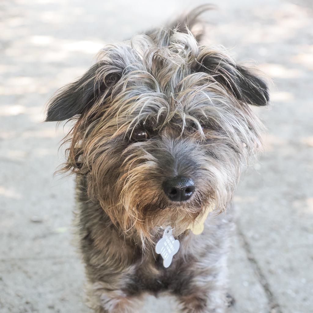 LEROY BROWN bonded to STEVEN, Adoptable, Adult Male Schnauzer & Mixed Breed.