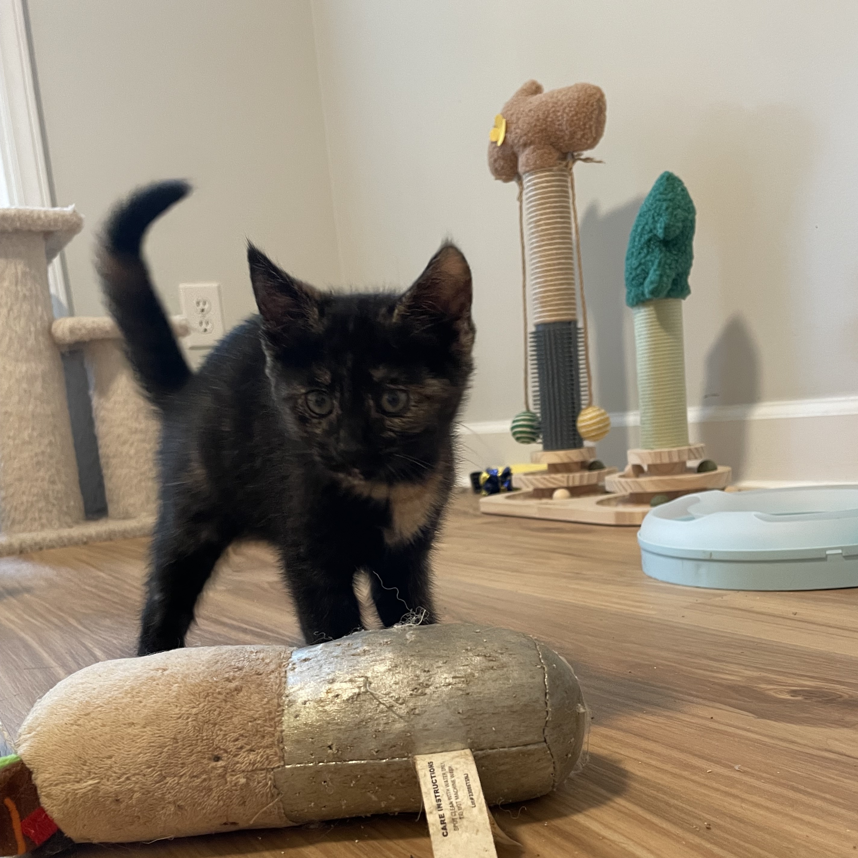 Melody, a Adoptable mixed breed in Charlotte, NC image 3/5