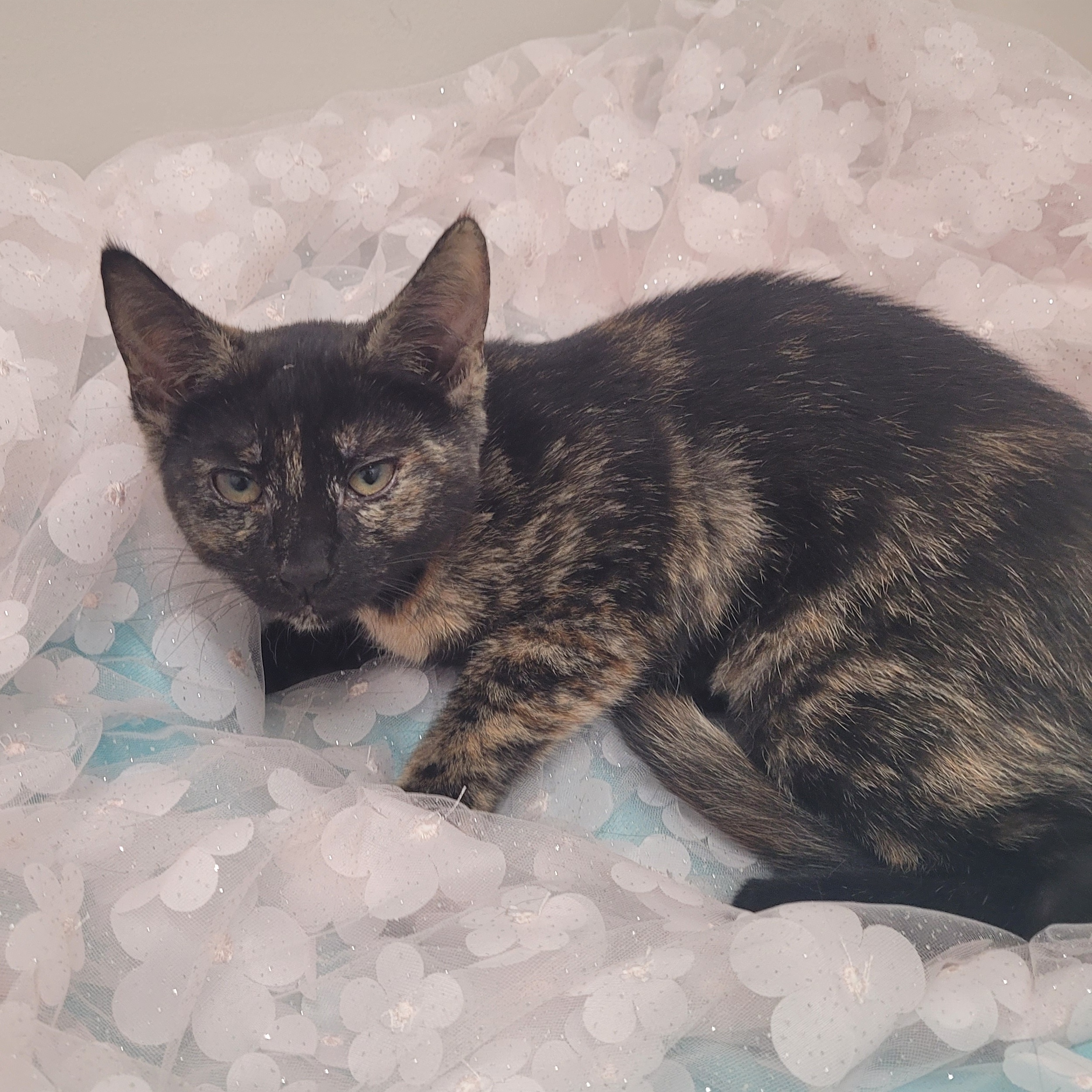 Melody, a Adoptable mixed breed in Charlotte, NC image 1/5