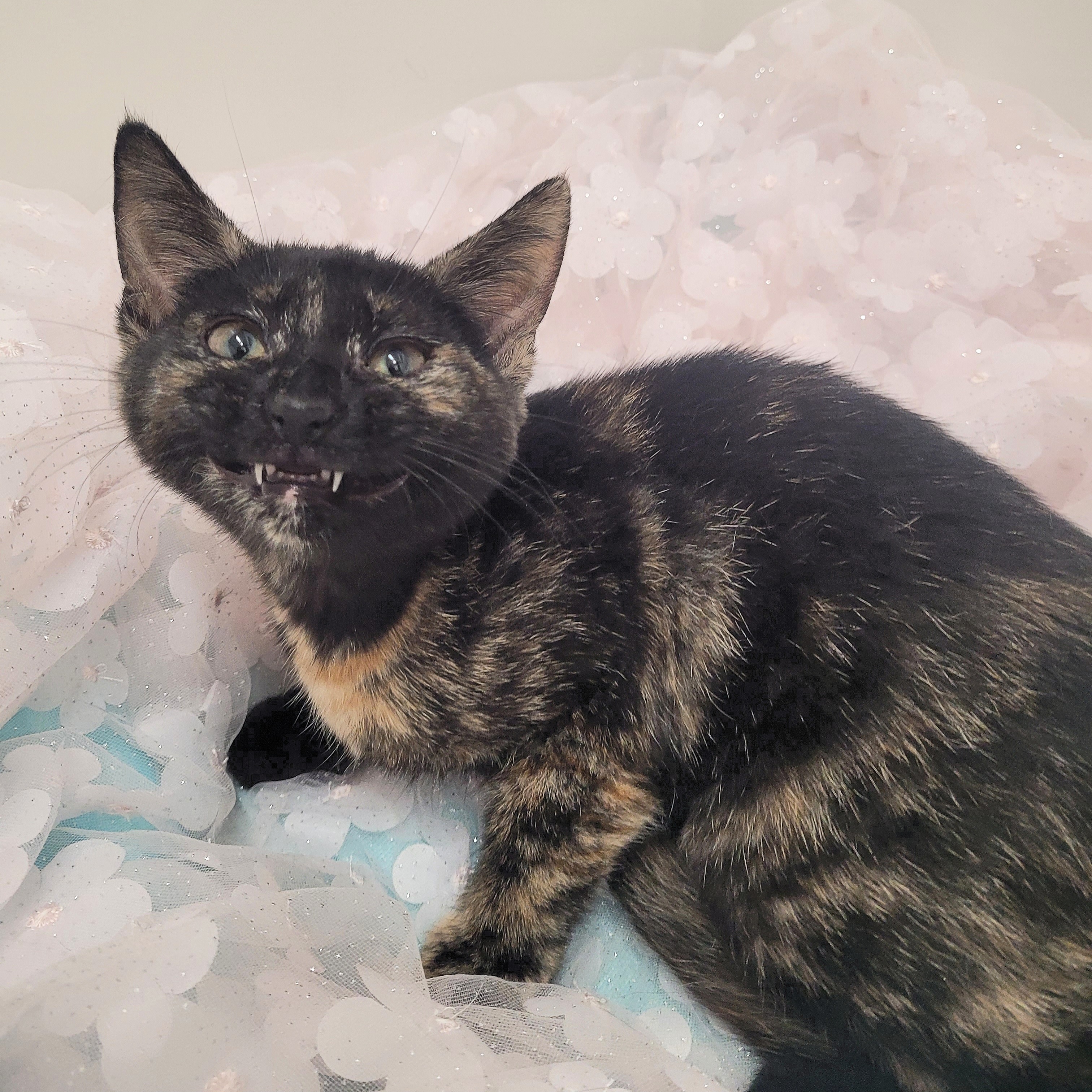 Melody, a Adoptable mixed breed in Charlotte, NC image 4/5