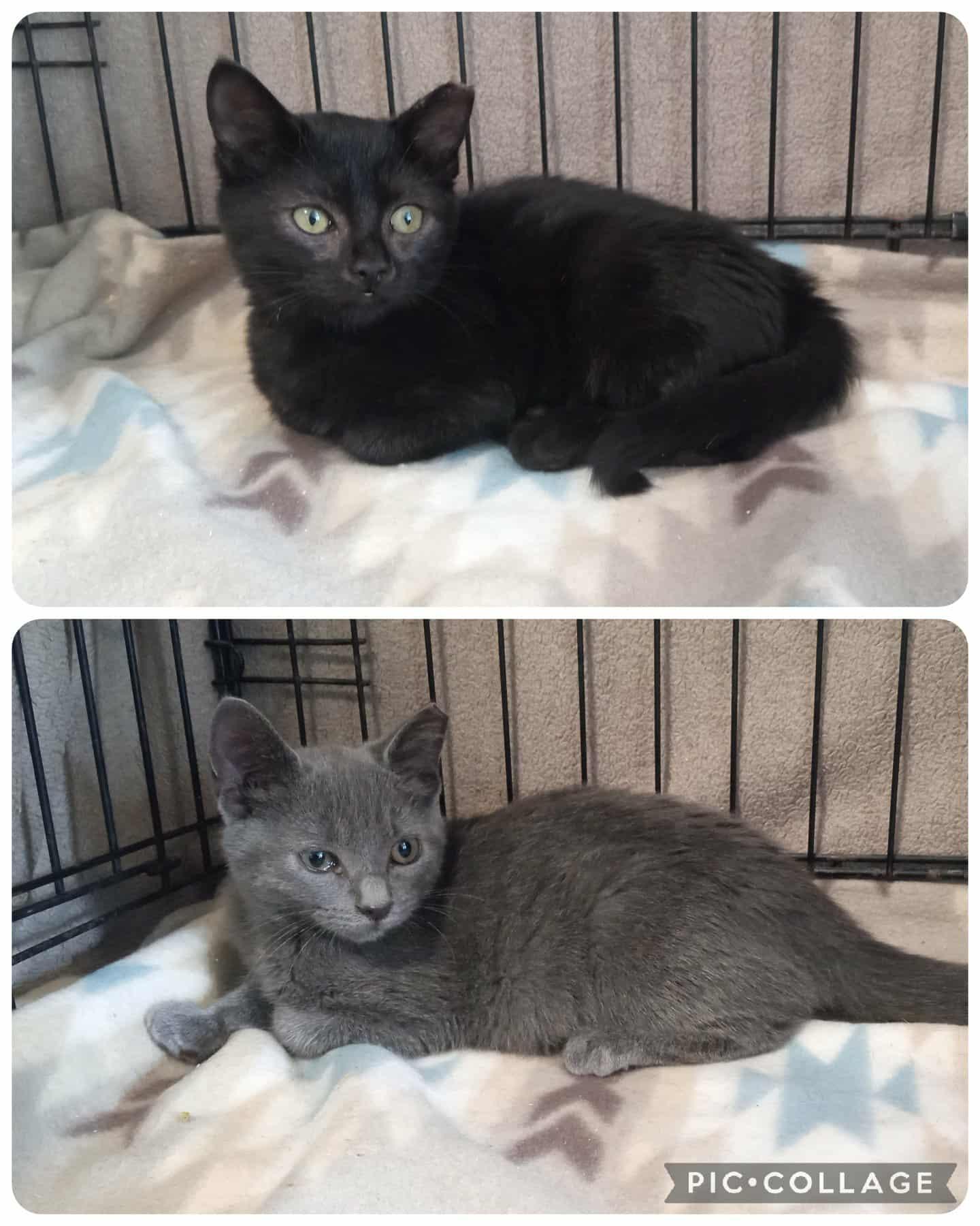 Ross (Gray) Sibling Duo! Please read!, Adoptable, Kitten Male Domestic Short Hair.