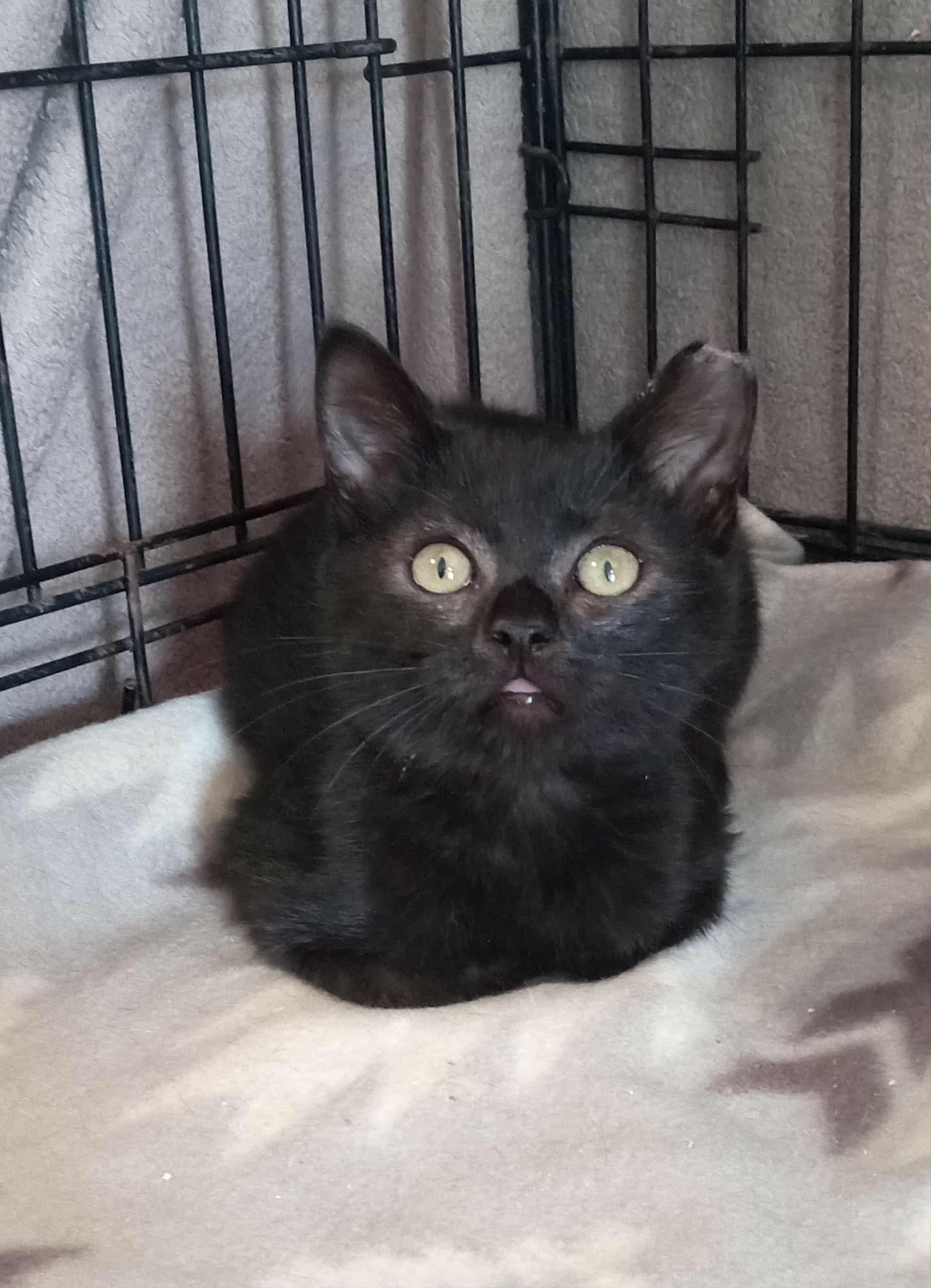 Ross (Gray) Sibling Duo! Please read!, a Adoptable Domestic Short Hair in Washington, NC image 3/6