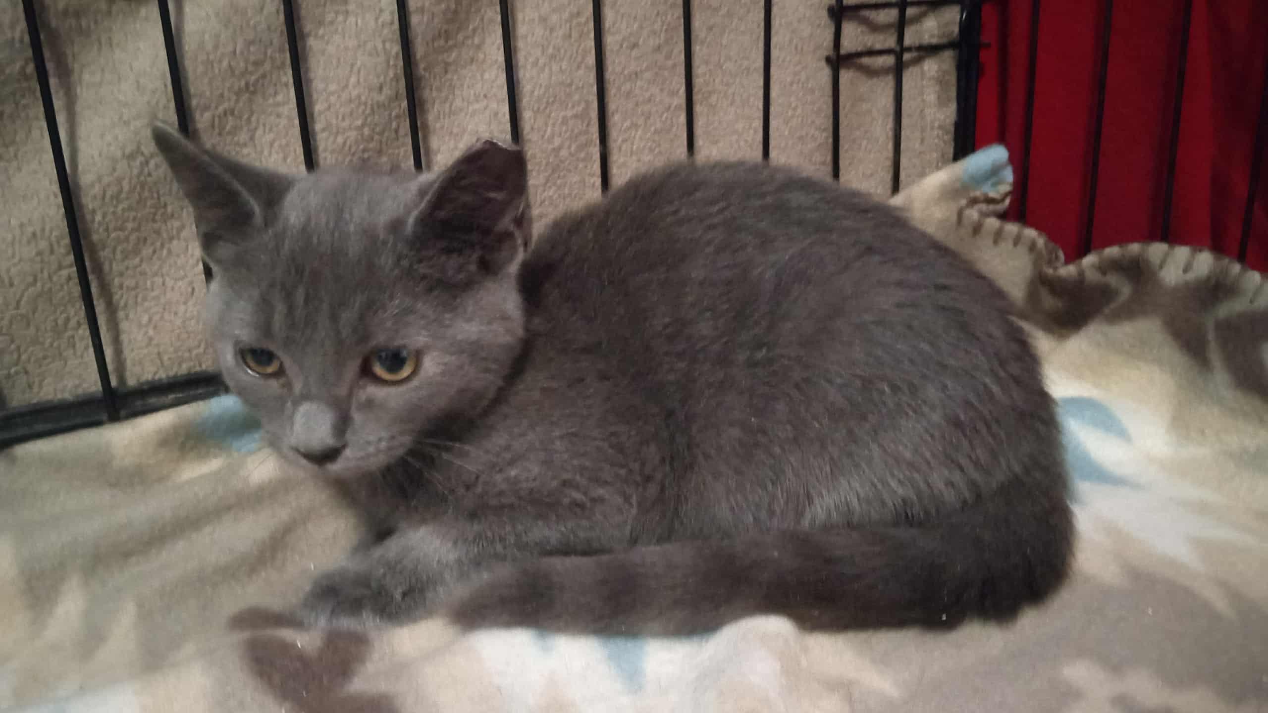 Ross (Gray) Sibling Duo! Please read!, a Adoptable Domestic Short Hair in Washington, NC image 4/6