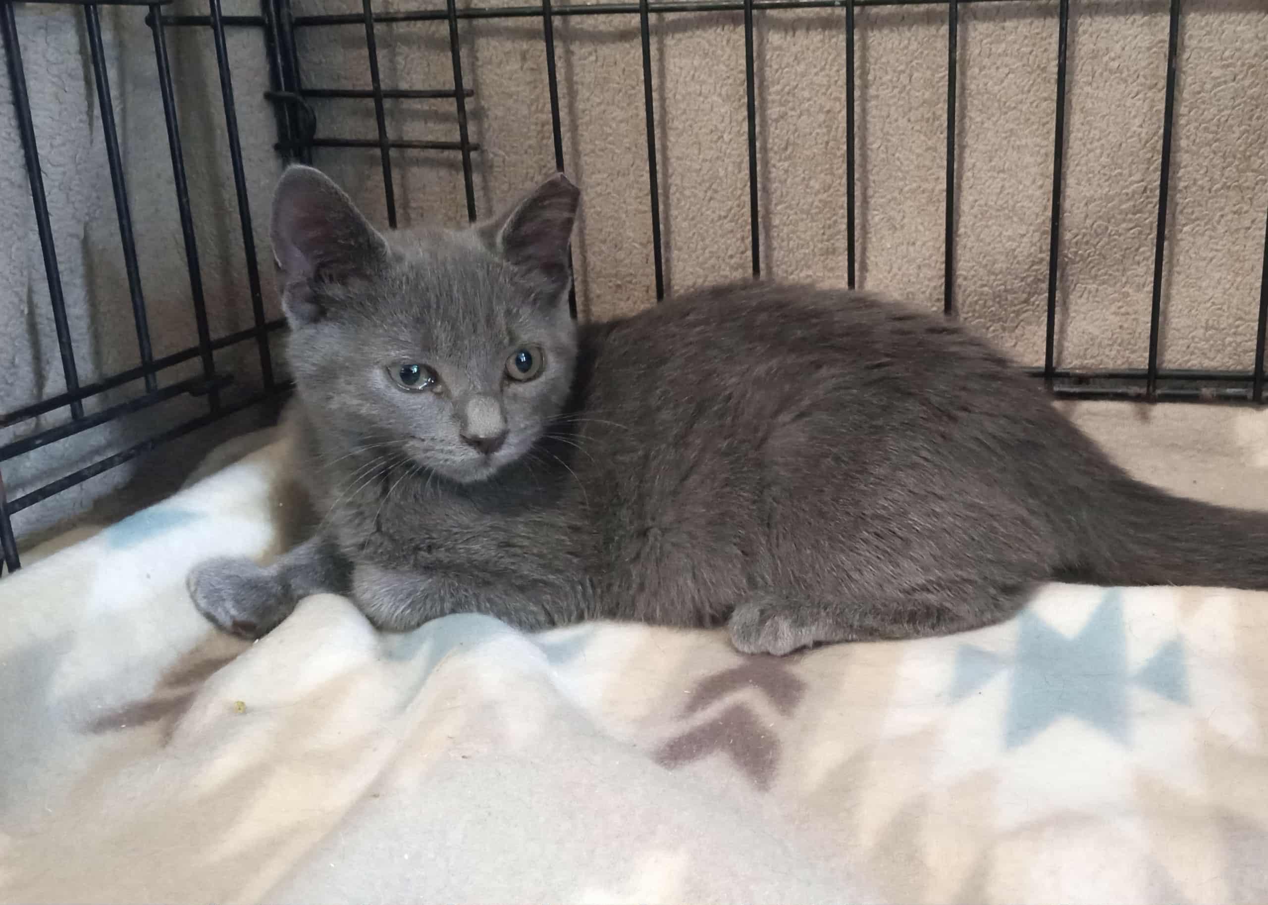 Ross (Gray) Sibling Duo! Please read!, a Adoptable Domestic Short Hair in Washington, NC image 5/6