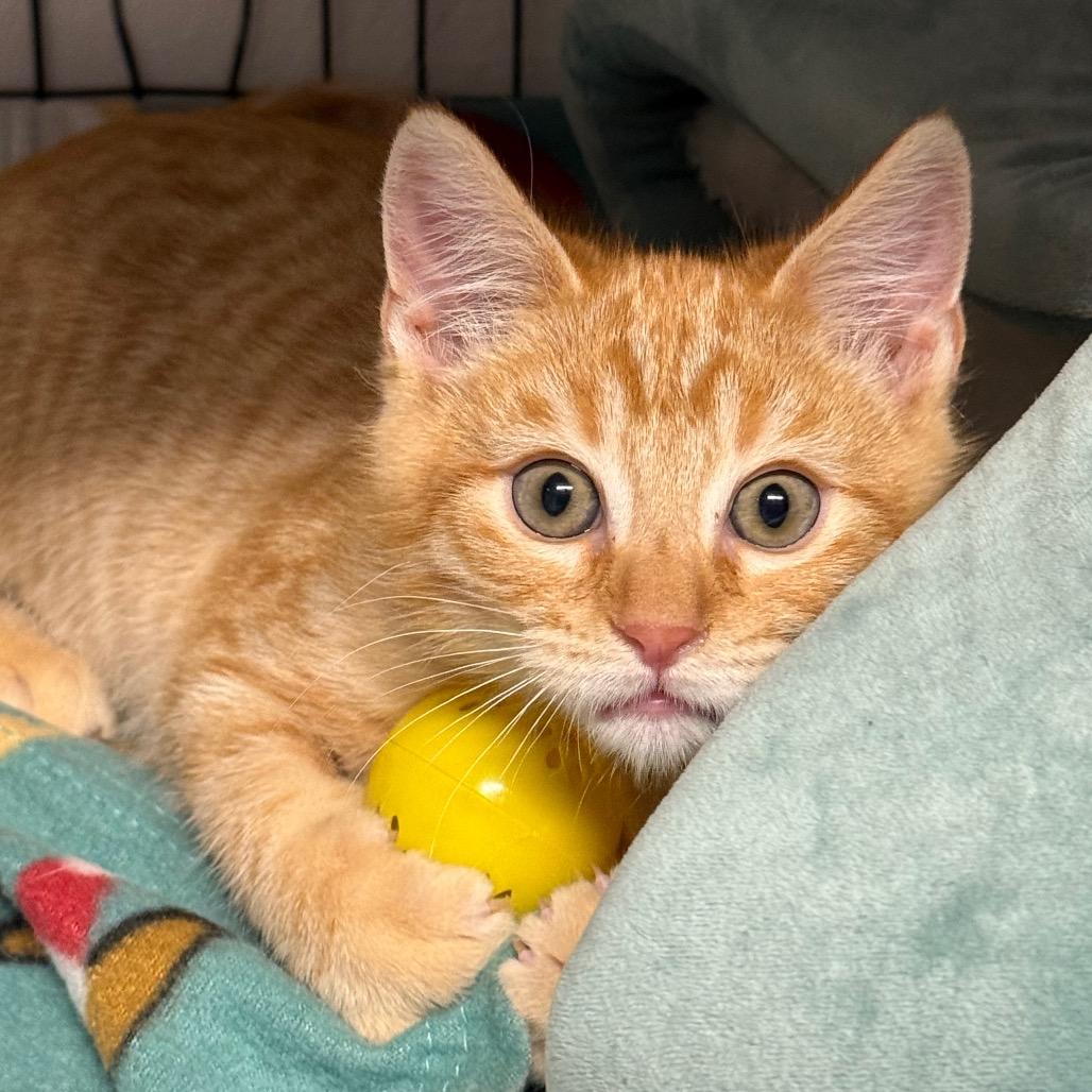 Harvey Birdman, a Adoptable mixed breed in Redwood Valley, CA image 1/3