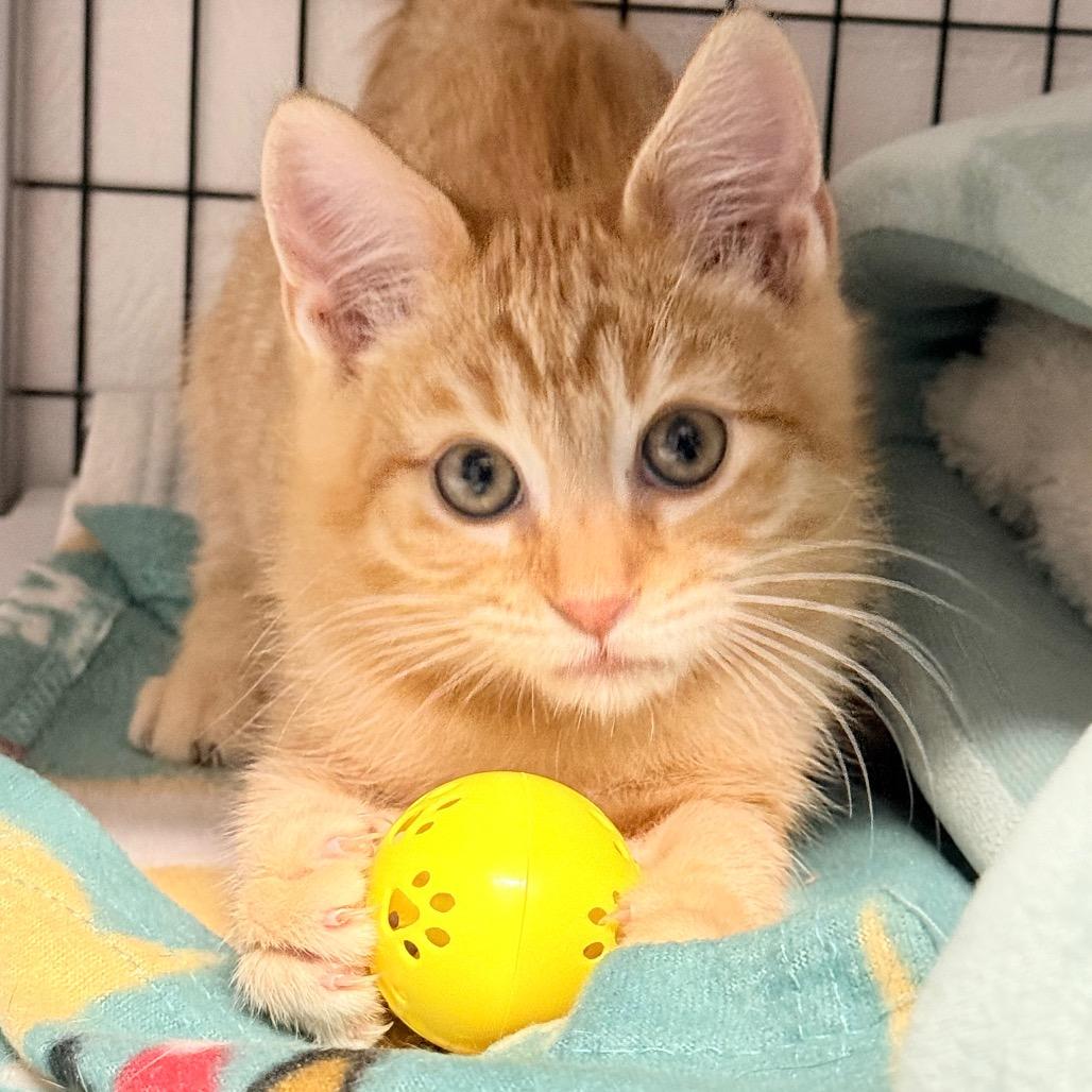Harvey Birdman, a Adoptable mixed breed in Redwood Valley, CA image 2/3