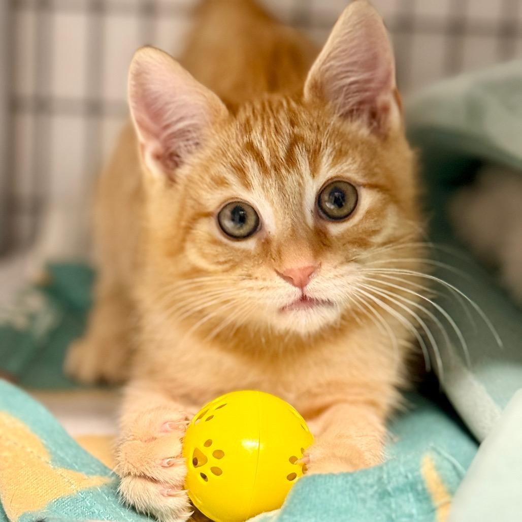 Harvey Birdman, a Adoptable mixed breed in Redwood Valley, CA image 3/3