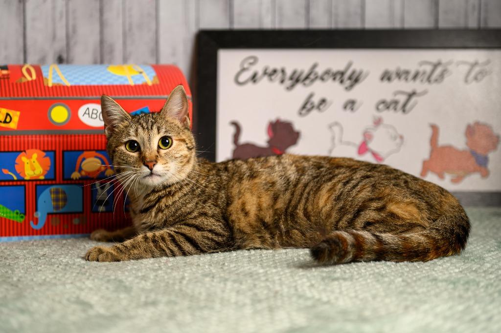 Lucky Lucy, Adoptable, Kitten Female Domestic Short Hair.