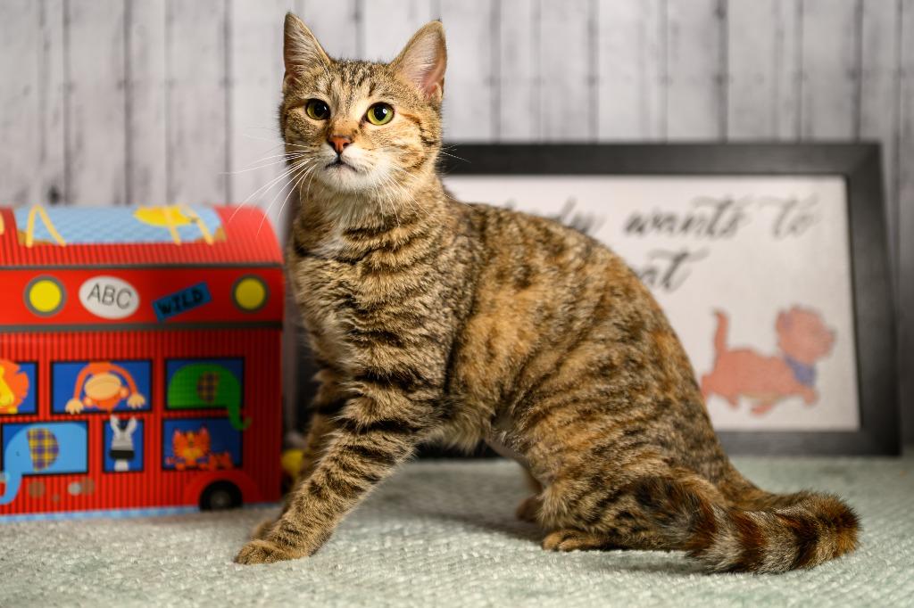 Enlarge Lucky Lucy, a Adoptable mixed breed in Roanoke, TX image 2/3