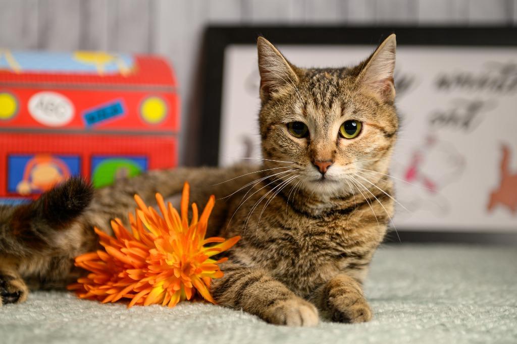 Enlarge Lucky Lucy, a Adoptable mixed breed in Roanoke, TX image 3/3