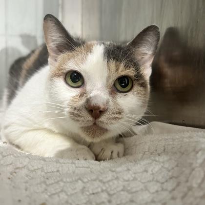 Clementine — thumbnail 2