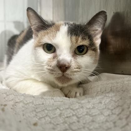 Clementine — thumbnail 3