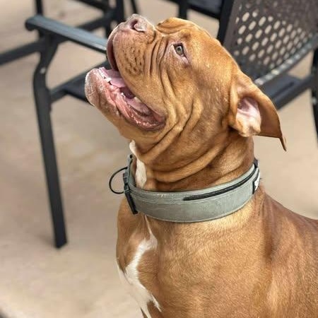 Dolan, Adopted, Young Male Dogue de Bordeaux.