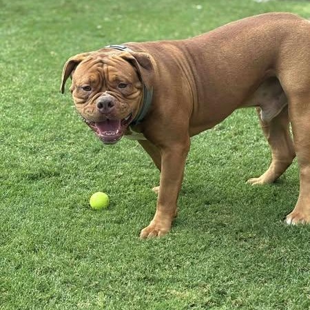 Enlarge Dolan, a Adopted Dogue de Bordeaux in Mesa, AZ image 3/5