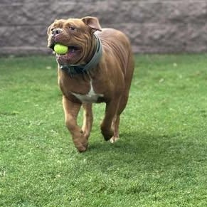 Enlarge Dolan, a Adopted Dogue de Bordeaux in Mesa, AZ image 4/5