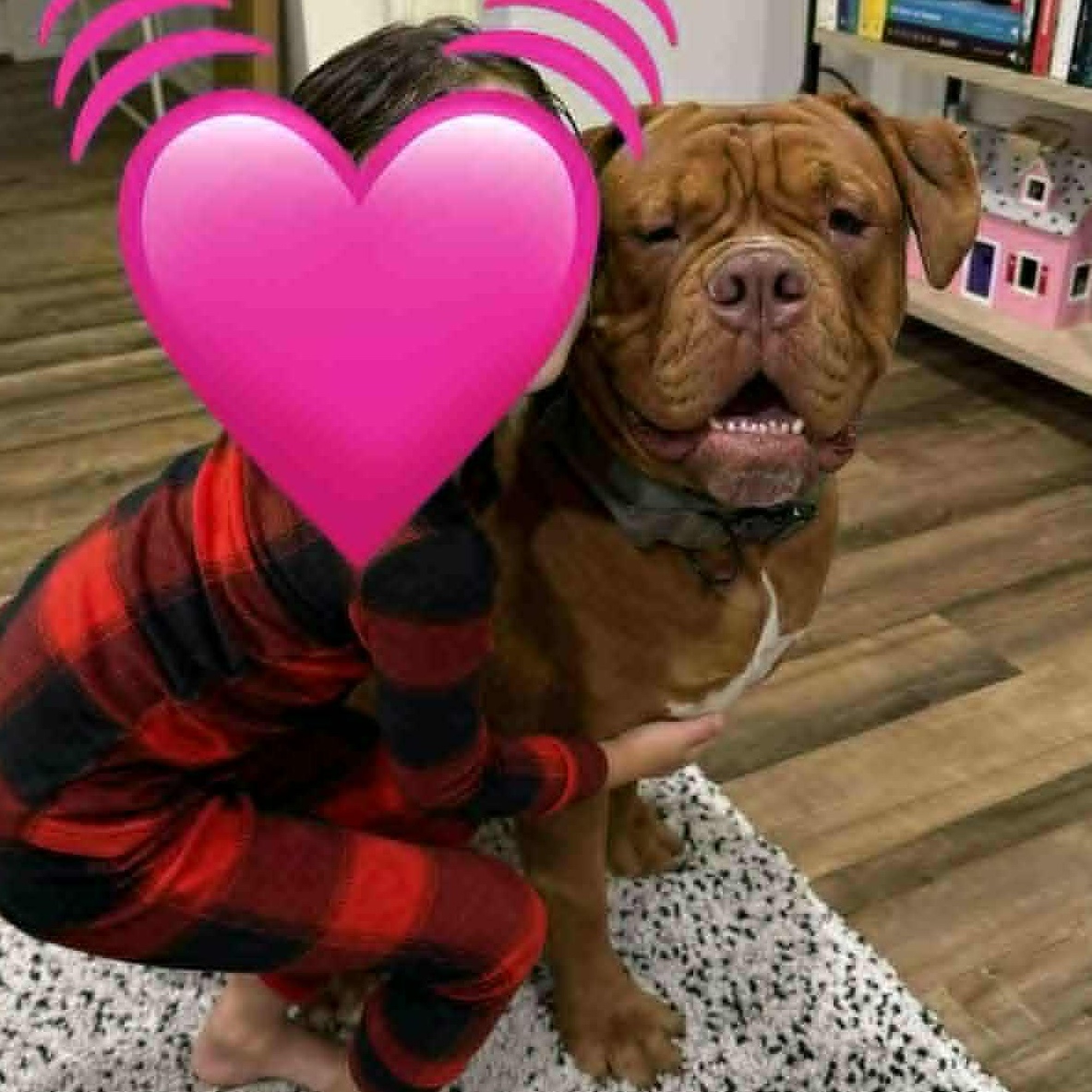 Enlarge Dolan, a Adopted Dogue de Bordeaux in Mesa, AZ image 5/5