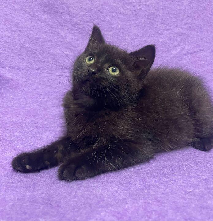 Hutch, adopted, Kitten Male Domestic Medium Hair.