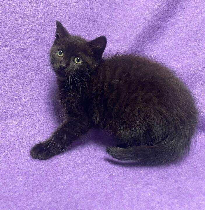 Hutch, an adopted Domestic Medium Hair in Jackson, MI image 4/6