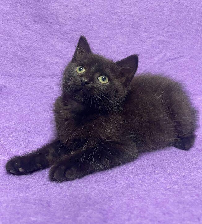 Hutch, an adopted Domestic Medium Hair in Jackson, MI image 2/6