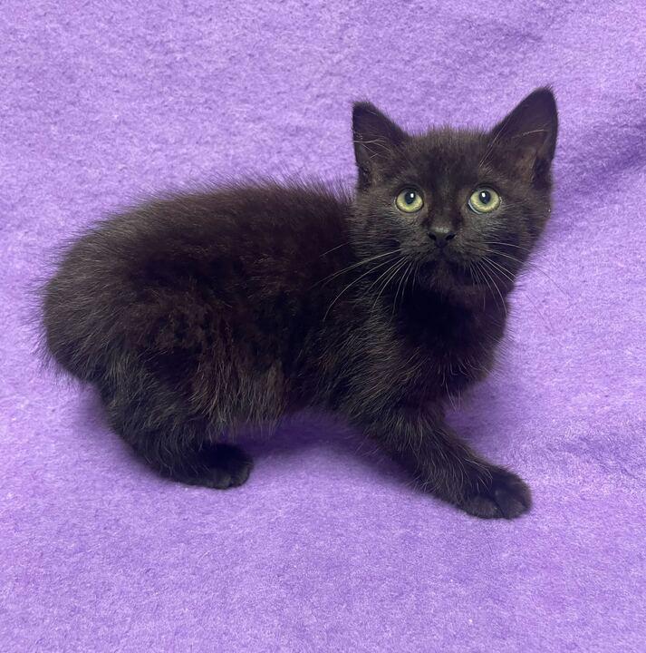 Hutch, an adopted Domestic Medium Hair in Jackson, MI image 6/6