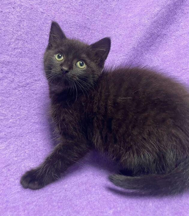 Hutch, an adopted Domestic Medium Hair in Jackson, MI image 3/6