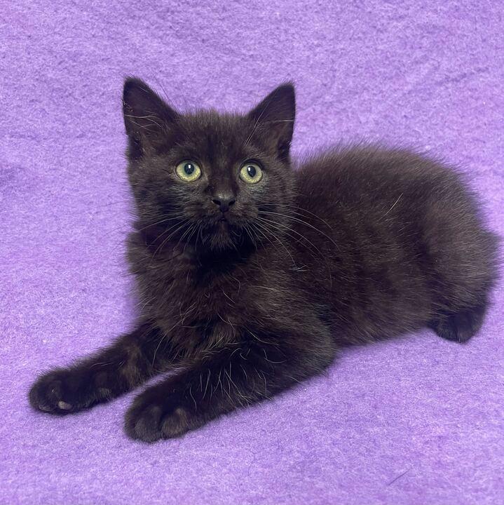 Hutch, an adopted Domestic Medium Hair in Jackson, MI image 5/6