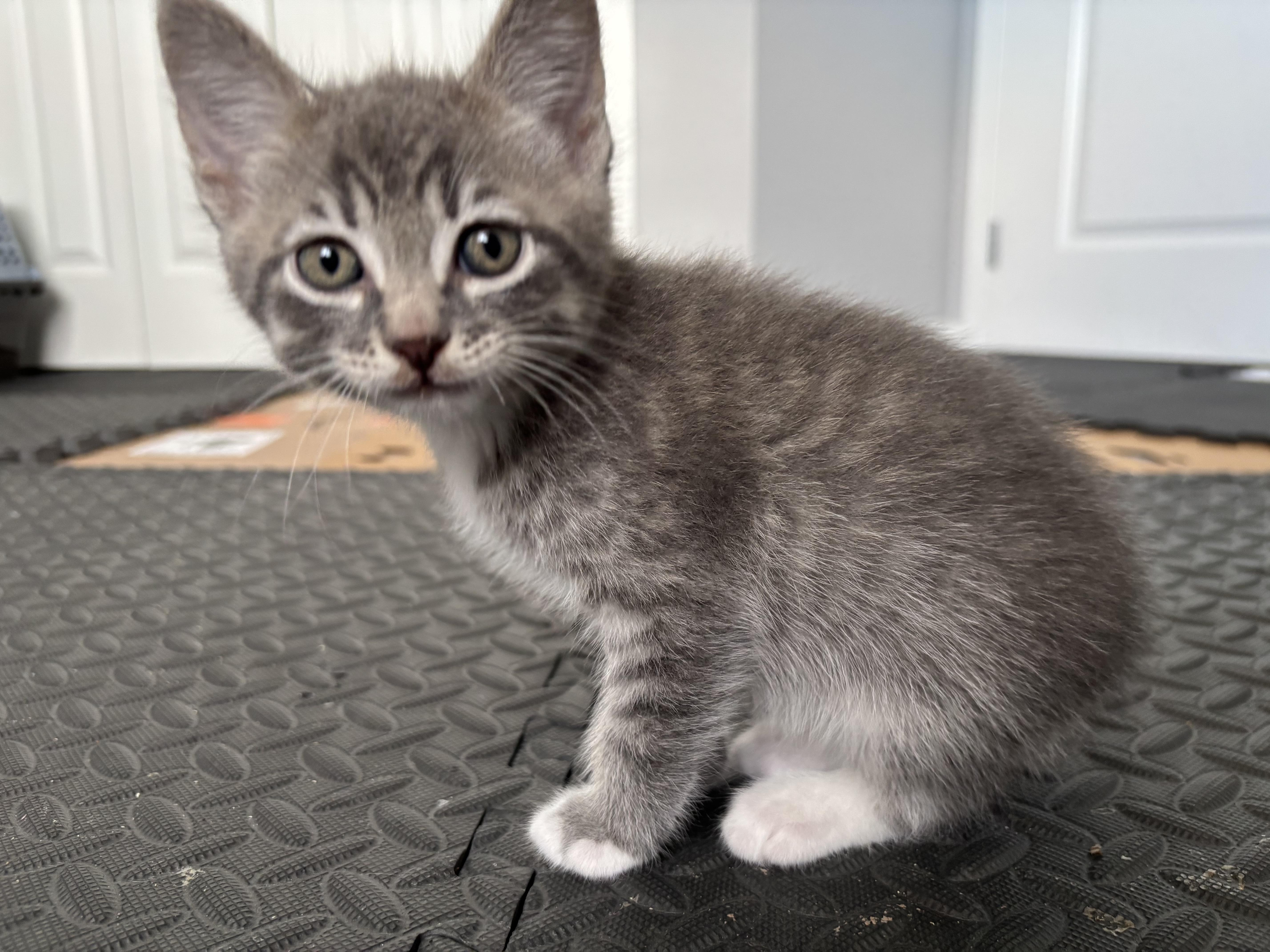 Gelato, adopted, Kitten Male Domestic Short Hair.