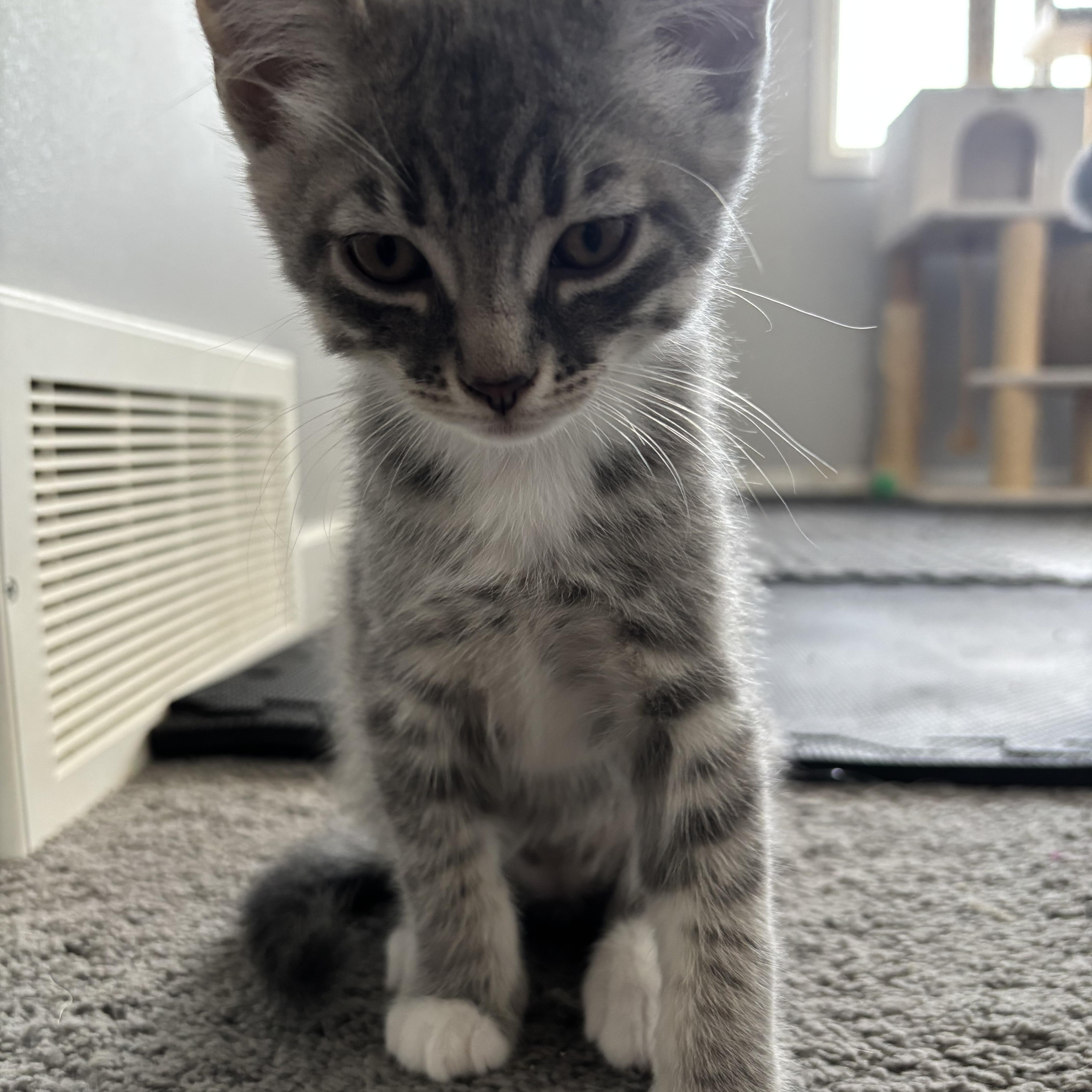 Enlarge Gelato, an adopted Domestic Short Hair in Calgary, AB image 5/5