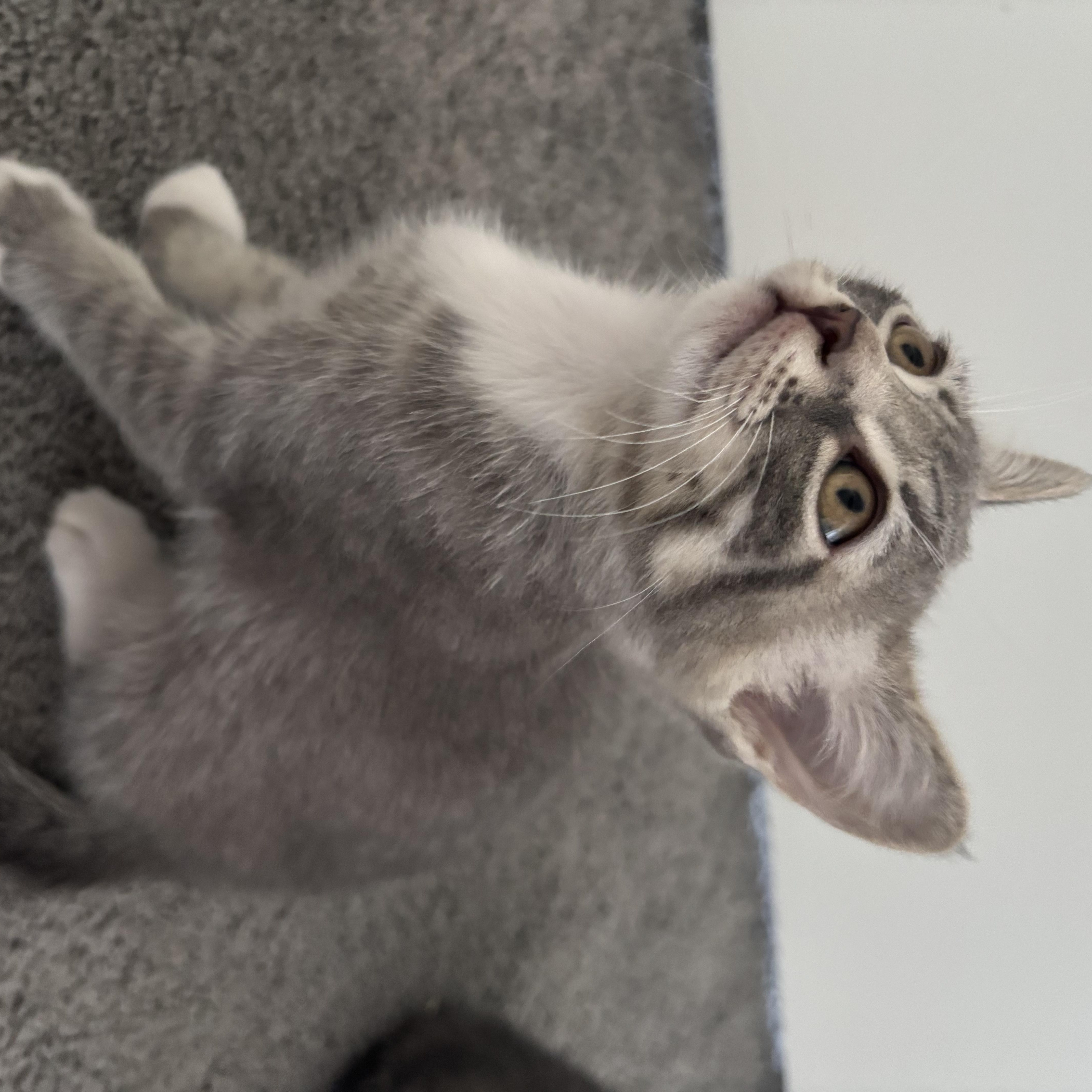 Enlarge Gelato, an adopted Domestic Short Hair in Calgary, AB image 3/5