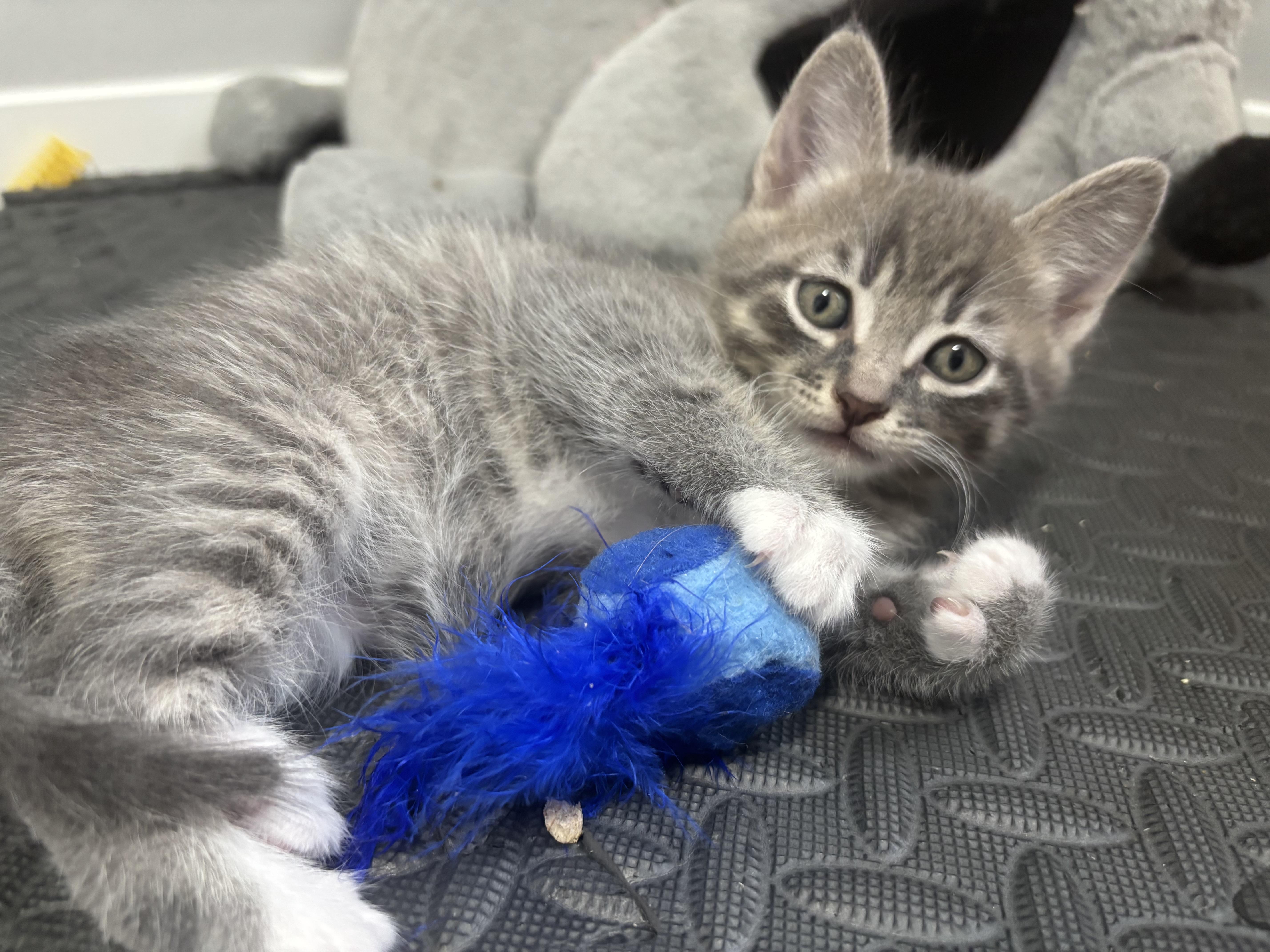 Enlarge Gelato, an adopted Domestic Short Hair in Calgary, AB image 2/5