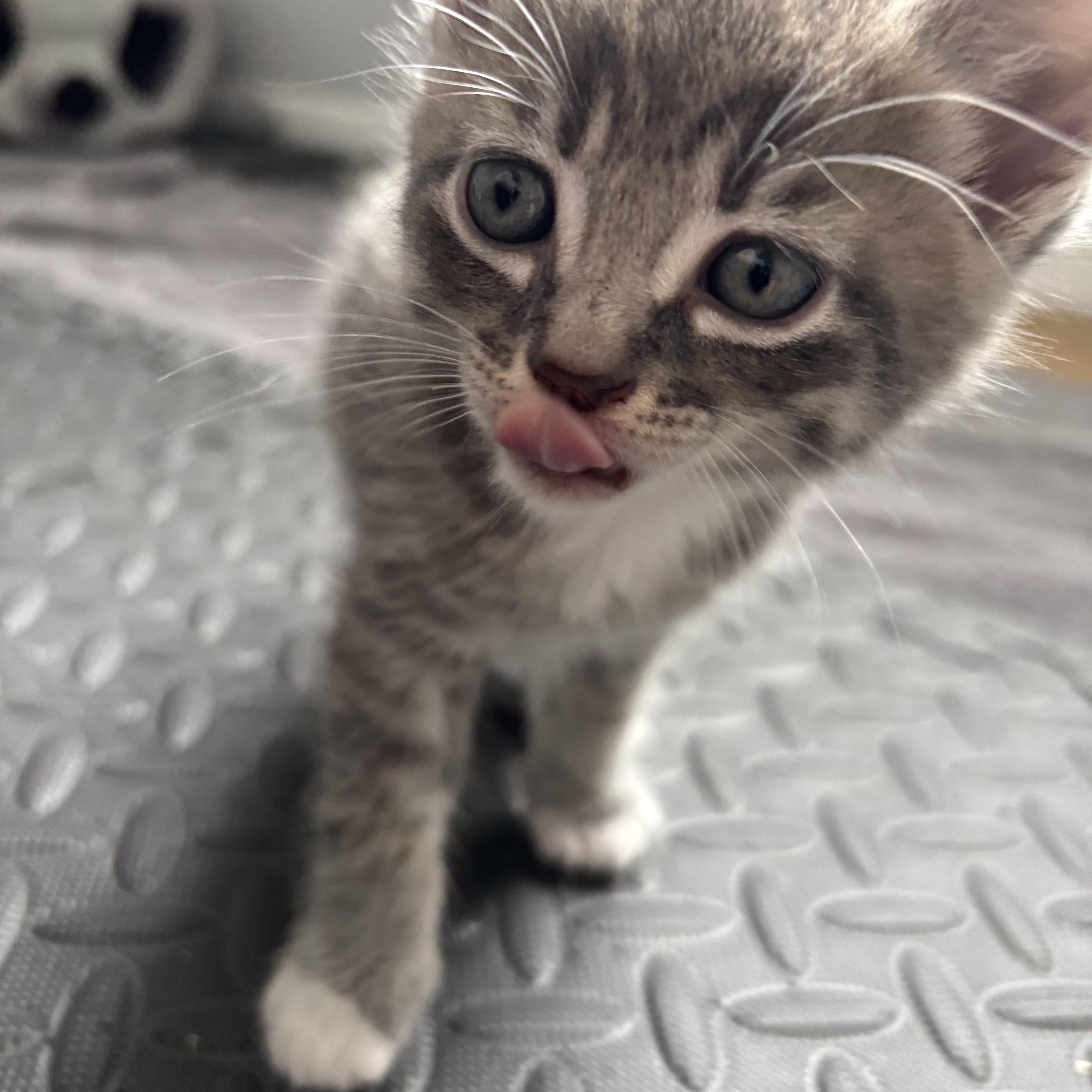 Enlarge Gelato, an adopted Domestic Short Hair in Calgary, AB image 4/5